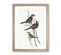 Black Breasted Song Lark Bird By Elizabeth Gould Vintage Framed Print | A2 Oak Framed Wall Art | Ready to Hang | Classic Nature Picture | Living Room Bedroom Lounge Office