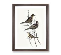 Black Breasted Song Lark Bird By Elizabeth Gould Vintage Framed Print | A4 Walnut Framed Wall Art | Ready to Hang | Classic Nature Picture | Living Room Bedroom Lounge Office