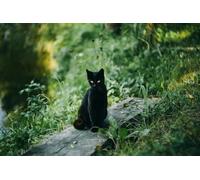 Black cat in the woods-6000-Piece Puzzle: Impossible Challenges, Indoor Brain Teaser Puzzle Game 14 years+