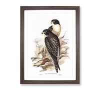Black Cheeked Falcon Birds By Elizabeth Gould Vintage Framed Print | A4 Walnut Framed Wall Art | Ready to Hang | Classic Nature Picture | Living Room Bedroom Lounge Office