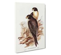 Black-cheeked Falcons by Elizabeth Gould Canvas Print | Gallery Wrapped 30mm Frame Wall Art | 30x20 inches | Ready to Hang | Modern Picture | Living Room Bedroom Lounge Office