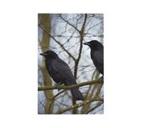 Black Crow Birds Wall Plates Decorative Light Switch Cover 1 Gang Outlet Covers Standard Size 5" x 3" Plug Covers Electrical Switchplate Home Decor for Bedroom Kitchen