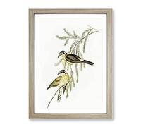 Black Eared Cuckoo Birds By Elizabeth Gould Vintage Framed Wall Art Print, Ready to Hang Picture for Living Room Bedroom Home Office Décor, Oak A3 (34 x 46 cm)
