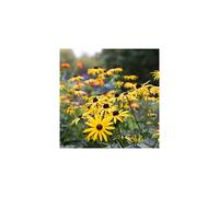 Black-Eyed Susan Rudbeckia Goldsturm Plant in Pots Coneflower Hardy Perennial Flowering Garden Plants Bee and Butterfly Pollinator Plants Rudbeck
