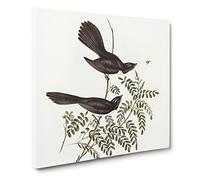 Black Fantailed Flycatcher Birds by Elizabeth Gould Vintage Canvas Wall Art Print Ready to Hang, Framed Picture for Living Room Bedroom Home Office Décor, 14x14 Inch (35x35 cm)