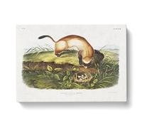 Black Footed Ferret By John Woodhouse Audubon Vintage Canvas Wall Art Print Ready to Hang, Framed Picture for Living Room Bedroom Home Office Décor, 50x35 cm (20x14 Inch)