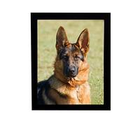Black Framed German Shepherd Dog (Alsatian, GSD) Picture 8 x 10 inch Print Ready to Hang or Stand
