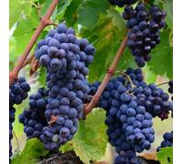 Black Grape Muscat Bleu Fruit Bush Vitis Vinifera Shrub Vine Plant 2L Pot 60cm Plant Theory Green One Size