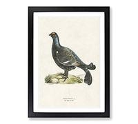 Black Grouse by Von Wright Framed Print | A2 Black Framed Wall Art | Ready to Hang | Modern Nature Picture | Living Room Bedroom Lounge Office