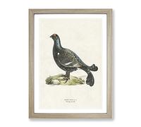 Black Grouse By Von Wright Vintage Framed Print | A2 Oak Framed Wall Art | Ready to Hang | Classic Nature Picture | Living Room Bedroom Lounge Office