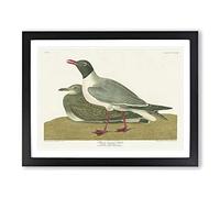 Black Headed Gull Bird By John James Audubon Vintage Framed Print | A2 Black Framed Wall Art | Ready to Hang | Classic Animal Picture | Living Room Bedroom Lounge Office