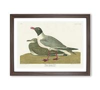 Black Headed Gull Bird By John James Audubon Vintage Framed Print | A3 Walnut Framed Wall Art | Ready to Hang | Classic Animal Picture | Living Room Bedroom Lounge Office