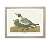 Black Headed Gull Bird By John James Audubon Vintage Framed Print | A4 Oak Framed Wall Art | Ready to Hang | Classic Animal Picture | Living Room Bedroom Lounge Office