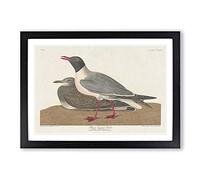 Black-Headed Gull by John James Audubon Framed Print | A2 Black Framed Wall Art | Ready to Hang | Modern Animal Picture | Living Room Bedroom Lounge Office