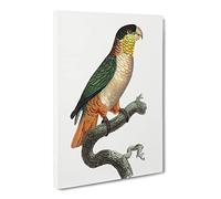 Black Headed Parrot By F. Levaillant Canvas Print | Gallery Wrapped 30mm Frame Wall Art | 20x14 inches | Ready to Hang | Retro Animals Picture | Living Room Bedroom Lounge Office