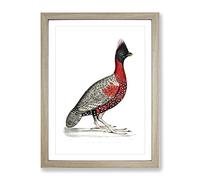 Black Headed Pheasant By John Edward Gray Vintage Framed Wall Art Print, Ready to Hang Picture for Living Room Bedroom Home Office Décor, Oak A4 (34 x 25 cm)