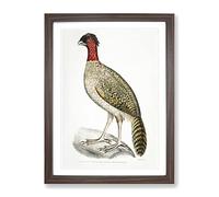 Black Headed Pheasant Illustration By John Edward Gray Vintage Framed Wall Art Print, Ready to Hang Picture for Living Room Bedroom Home Office Décor, Walnut A4 (34 x 25 cm)