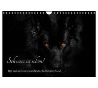 Black is beautiful! The lacquer black old German shepherd dog UK-Version (Wall Calendar 2026 DIN A4 Landscape), CALVENDO 12 Month Wall Calendar