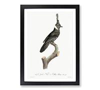 Black Jay Bird by Jacques Barraband Framed Print | A2 Black Framed Wall Art | Ready to Hang | Modern Nature Picture | Living Room Bedroom Lounge Office