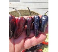 Black Jes Chilli Seeds - 10 Fresh Seeds
