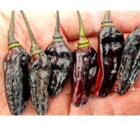Black Kathumby Chilli Seeds - 10 Fresh Seeds