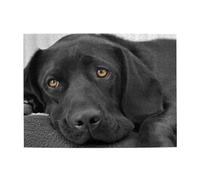 Black Lab Labrador Dog Puppy Cute Dog,500 Pieces Puzzles for Adults-Wooden Jigsaw Puzzle for Adults Elderly
