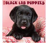 Black Lab Puppies 2025 Wall