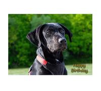 Black Labrador Birthday Card