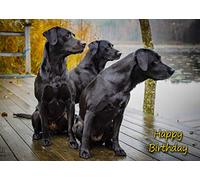 Black Labrador Dog Birthday Card