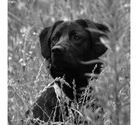 Black Labrador Dog Greeting Card Square - Gift Idea Special Occasion Blank Inside with Envelope Premium Unique Design Animal Cute Illustrated Wildlife Quality Included UK