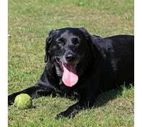 Black Labrador Dog Greeting Card Square - Gift Idea Special Occasion Blank Inside with Envelope Premium Unique Design Animal Cute Illustrated Wildlife Quality Included UK