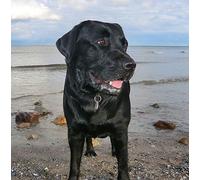 Black Labrador Dog Greeting Card Square - Gift Idea Special Occasion Blank Inside with Envelope Premium Unique Design Animal Cute Illustrated Wildlife Quality Included UK