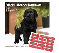 Black Labrador Puppies 16 Month Wall Calendar 2026 with Organisational Stickers, Black Labrador Gift