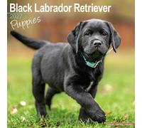 Black Labrador Puppies