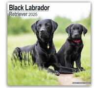 Black Labrador Retriever Calendar 2025 Square Dog Breed Wall Calendar - 16 Mont