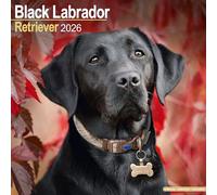 Black Labrador Retriever 2026 Calendar | Square Wall Calendar | Dog Breed Gift | Plastic Free Packaging | by Avonside Publishing