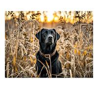 Black Labrador Retriever 5D Diamond Art DIY Kits Diamond Painting Full Round Drill Rhinestones Crystal by Number Embroidery Arts and Crafts for Living Room Bedroom Home Wall Decor 12x16 inch