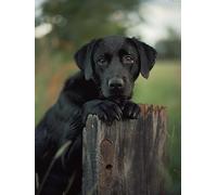 Black Labrador Retriever 5D Diamond Art Painting for Adults Full Drill Round Diamond Paint by Number Kits for Beginners Gems Cross Stitch for Wall Decor 12x16 inch
