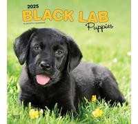 Black Labrador Retriever Puppies | 2025 12 x 24 Inch Monthly Square Wall Calendar | Plastic-Free | BrownTrout | Animals Dog Breeds Puppy