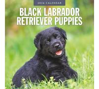 Black Labrador Retriever Puppies - 2026 Square Wall Calendar - by Red Robin Publishing