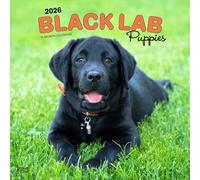 Black Labrador Retriever Puppies - Schwarze Labrador Retriever Welpen 2026 - 16-Monatskalender: Original BrownTrout-Kalender [Mehrsprachig] [Kalender]