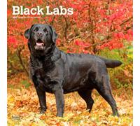 Black Labrador Retriever - Schwarze Labrador Retriever 2027 - 16-Monatskalender: Original BrownTrout-Kalender [Mehrsprachig] [Kalender] (Black ... | BrownTrout | Animals Dog Breeds)