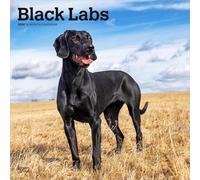 BrownTrout Calendar - Black Labrador Retriever 2026 - 16-Month - Multilingual