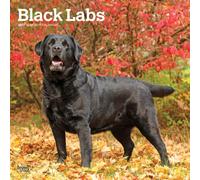 Black Labrador Retrievers | 2027 12 x 24 Inch (Hanging) Monthly Square Wall Calendar | Plastic-Free | BrownTrout | Animals Dog Breeds