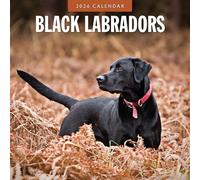 Black Labradors - 2026 Square Wall Calendar - by Red Robin Publishing