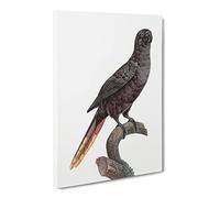 Black Lory By F. Levaillant Canvas Print | Gallery Wrapped 30mm Frame Wall Art | 20x14 inches | Ready to Hang | Retro Picture | Living Room Bedroom Lounge Office