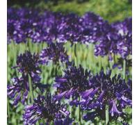 Black Pantha African Lily Perennials Flowering Plants Agapanthus 2L Pot Plant Theory Green One Size