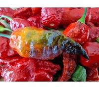 Black Panther Chilli Seeds - 10 Fresh Seeds