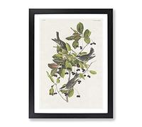 Black Poll Warbler Birds By John James Audubon Vintage Framed Print | A2 Black Framed Wall Art | Ready to Hang | Classic Nature Picture | Living Room Bedroom Lounge Office