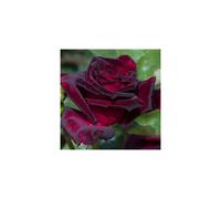 (black) Rose 'Black Baccara' Bare Root